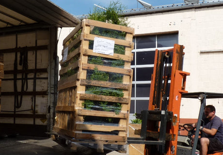 Thuja occidentalis 'Columna'; vorbereitet für Versand; robust gegen Krankheiten; Einsatzmöglichkeit z.B. : Solitärpflanze;;ab 14,90 Euro