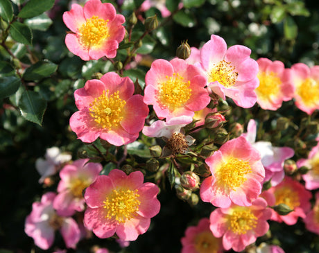 Rosa 'Topolina' BDR mit Blüte; Einsatz: ;;ab 9,50 Euro