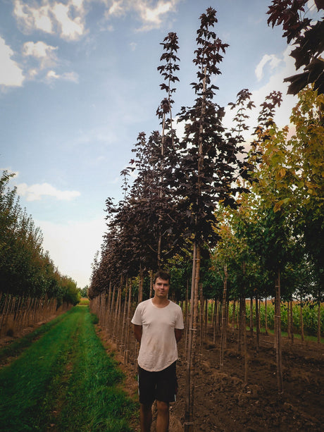 Acer platanoides 'Royal Red'; pflegeleicht;;mit zeitnaher Lieferung