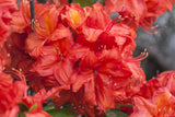 Rhododendron lut. 'Feuerwerk'; hier mit Blüte; blütenpracht; Einsatzmöglichkeit z.B. : Kübelbepflanzung; verfügbar in 3 Größen und Varianten;;ab 44,50 Euro