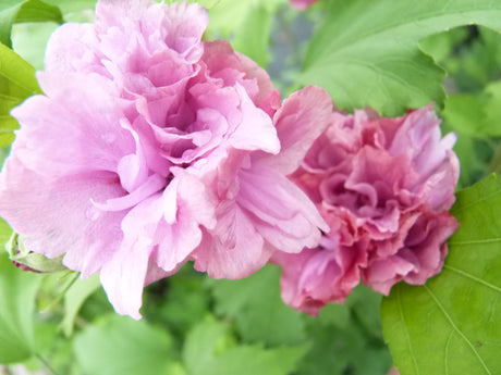 Hibiscus syriacus 'Duc de Brabant' mit Blüte, erhältlich von 40-60 bis 200-250 cm; Einsatz: ;;ab 24,60 Euro