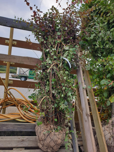 kolkwitzie; vorbereitet für Versand; bienenfreundlich; Einsatzmöglichkeit z.B. : Vogelnährgehölz;;mit zeitnaher Lieferung