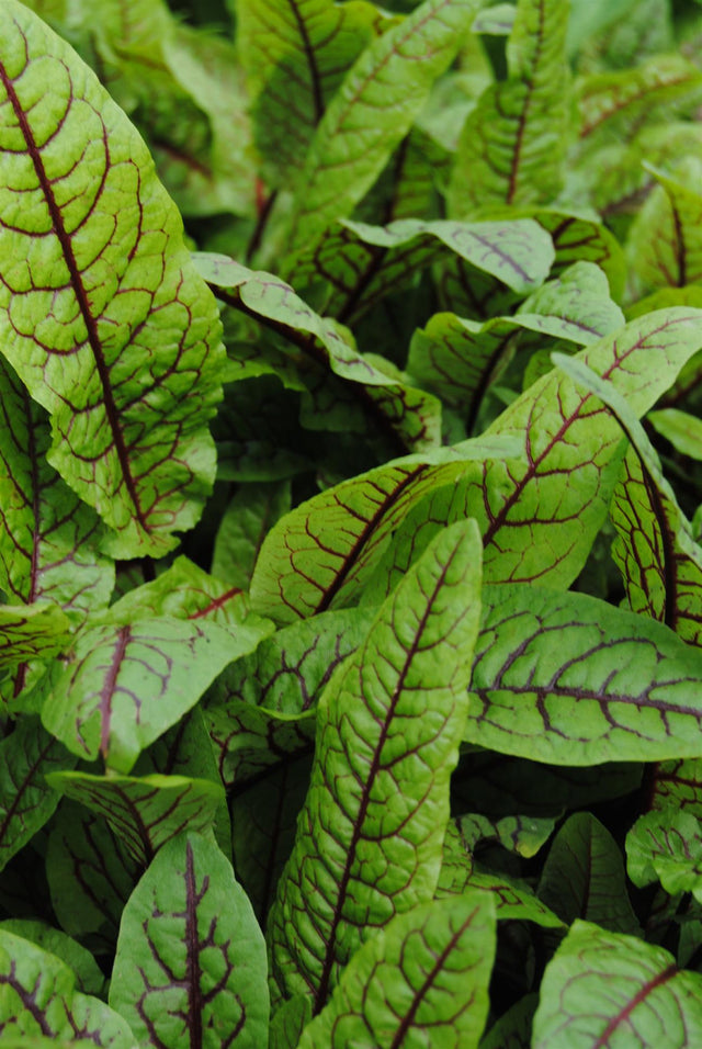 Rumex sanguineus ;;ab 3,70 Euro