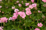 Geranium x oxonianum 'Rosenlicht'; hier mit Blüte; schneckensicher (schneckenresistent); Einsatzmöglichkeit z.B. : Beeteinfassung;;ab 0,00 Euro