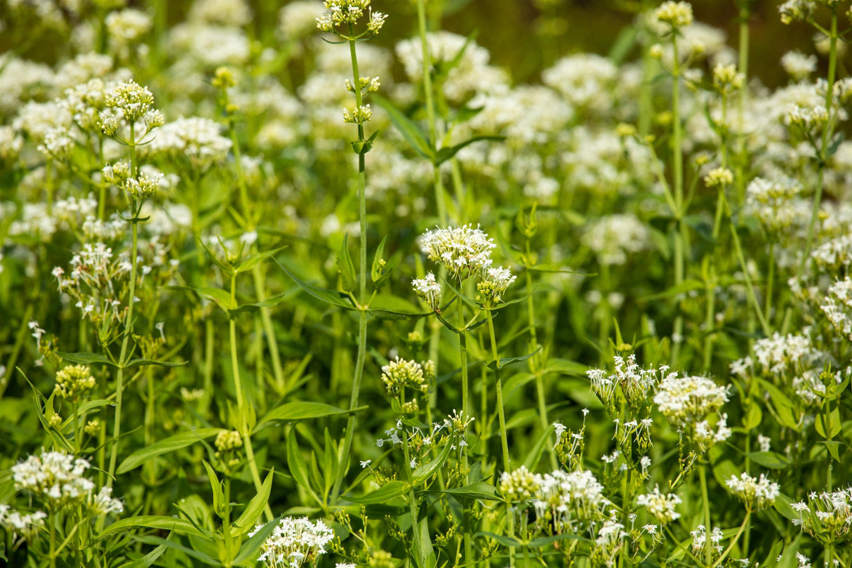 Centranthus ruber 'Albus' mit Blüte; Einsatz: ;;ab 3,70 Euro