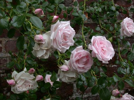 Rosa 'New Dawn' KL mit Blüte; Einsatz: Rosenbögen, duftend;;günstig mit Qualität