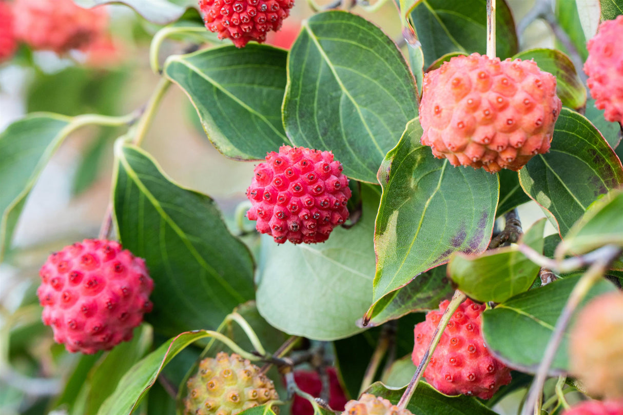 kousa-dogwood mit Früchten, erhältlich als: Solitär; Einsatz: Ziergehölzattraktive Herbstfärbung;;günstig mit Qualität