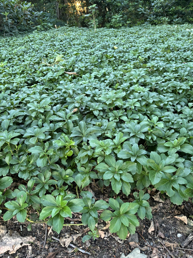 Pachysandra terminalis , erhältlich von 3-4 bis 5-7 cm;;ab 2,36 Euro
