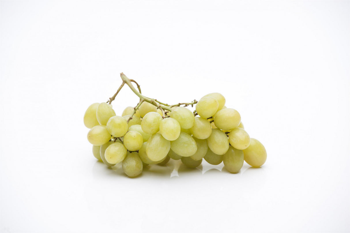 Vitis 'Bacchus' mit Früchten, erhältlich von 80-100 bis 80-100 cm; Einsatz: , ;;ab 20,05 Euro