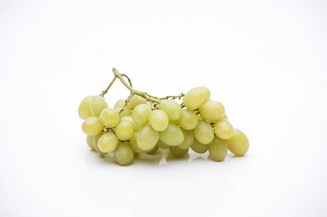 Vitis 'Bacchus' mit Früchten, erhältlich von 80-100 bis 80-100 cm; Einsatz: , ;;ab 20,05 Euro