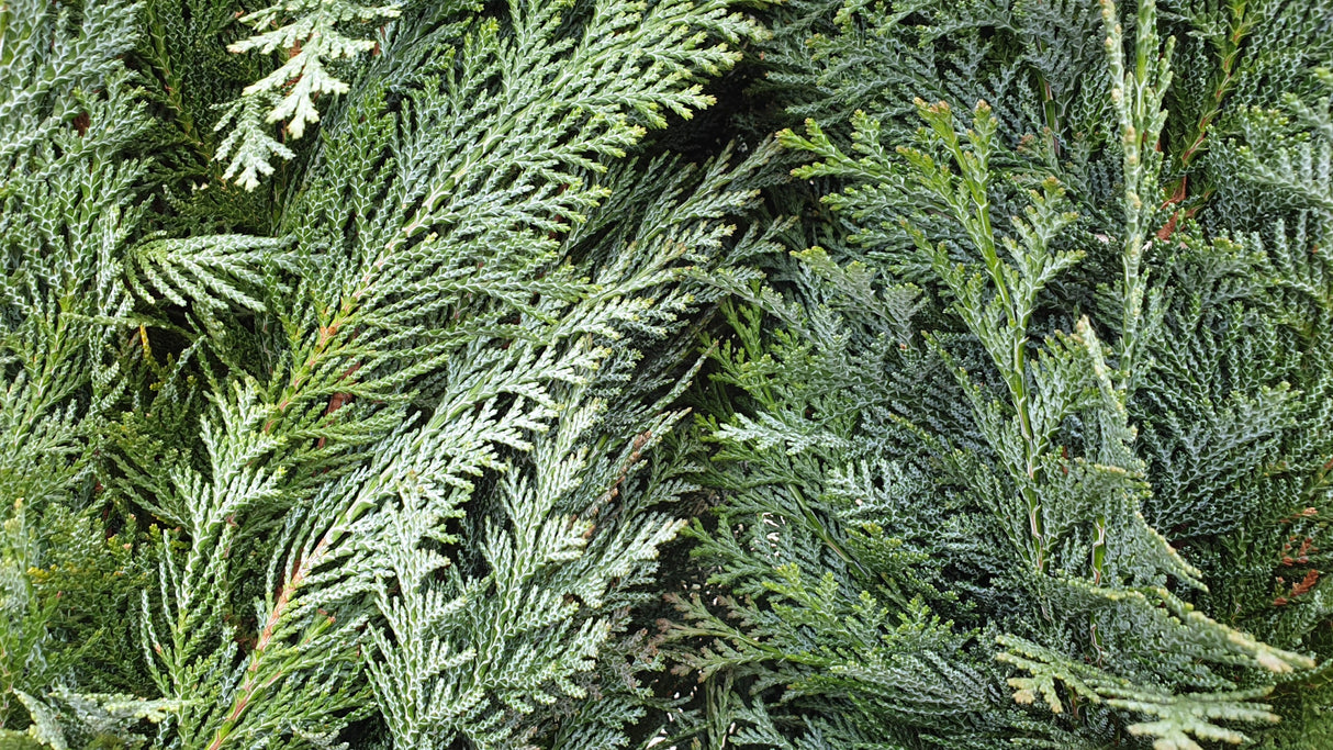 Chamaecyparis lawsoniana 'Columnaris' mit Winterlaub, erhältlich als: Solitär; Einsatz: Solitärpflegeleicht;;günstig mit Qualität