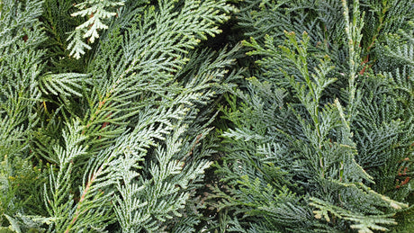 Chamaecyparis lawsoniana 'Columnaris'; hier mit Winterlaub; bietet Vögeln Nistplatz; Einsatzmöglichkeit z.B. : Sichtschutz;;günstig mit Qualität
