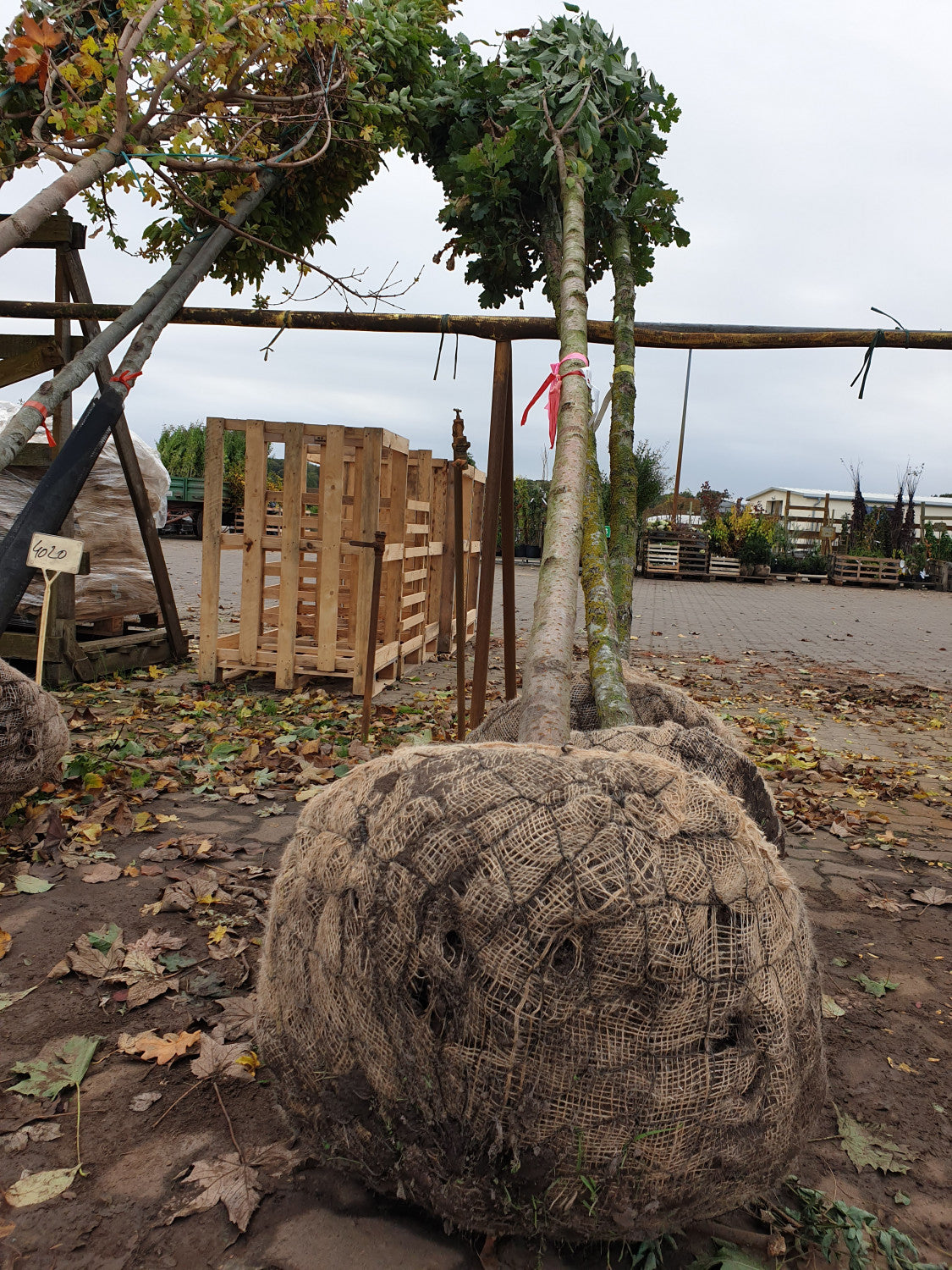 Gefülltblüh. Vogelkirsche; vorbereitet für Versand; pflegeleicht; Einsatzmöglichkeit z.B. : Solitärpflanze; erhältlich von 60-100 bis 450-650 cm;;hier kaufen
