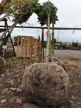 Gefülltblüh. Vogelkirsche; vorbereitet für Versand; pflegeleicht; Einsatzmöglichkeit z.B. : Solitärpflanze; erhältlich von 60-100 bis 450-650 cm;;hier kaufen