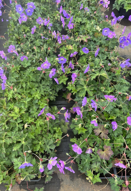 Ruprechts-Storchschnabel; als Pflanze im Beet; lange Blütezeit; Einsatzmöglichkeit z.B. : Steingärten;;günstig mit Qualität