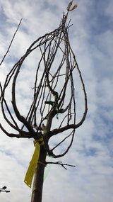 Prunus dom. 'Ortenauer'; vorbereitet für Versand; robust; Einsatzmöglichkeit z.B. : Obstbaum;;Pflanzen vom Profi