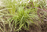 Carex umbrosa; winterhart;;ab 0,00 Euro