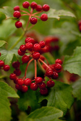 Viburnum opulus 'Compactum'; mit Früchten/Fruchtbehang; bietet Vögeln Schutz; Einsatzmöglichkeit z.B. : freie Landschaft; verfügbar in 2 Größen und Varianten;;ab 148,50 Euro