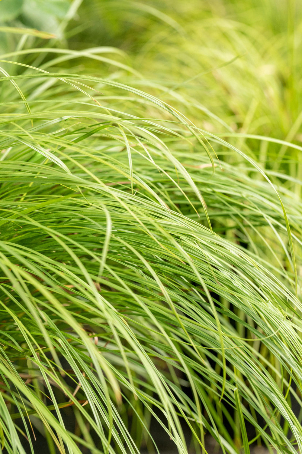 Carex montana ;;ab 3,70 Euro