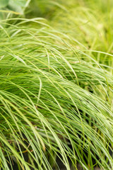 Carex montana; winterhart;;ab 0,00 Euro