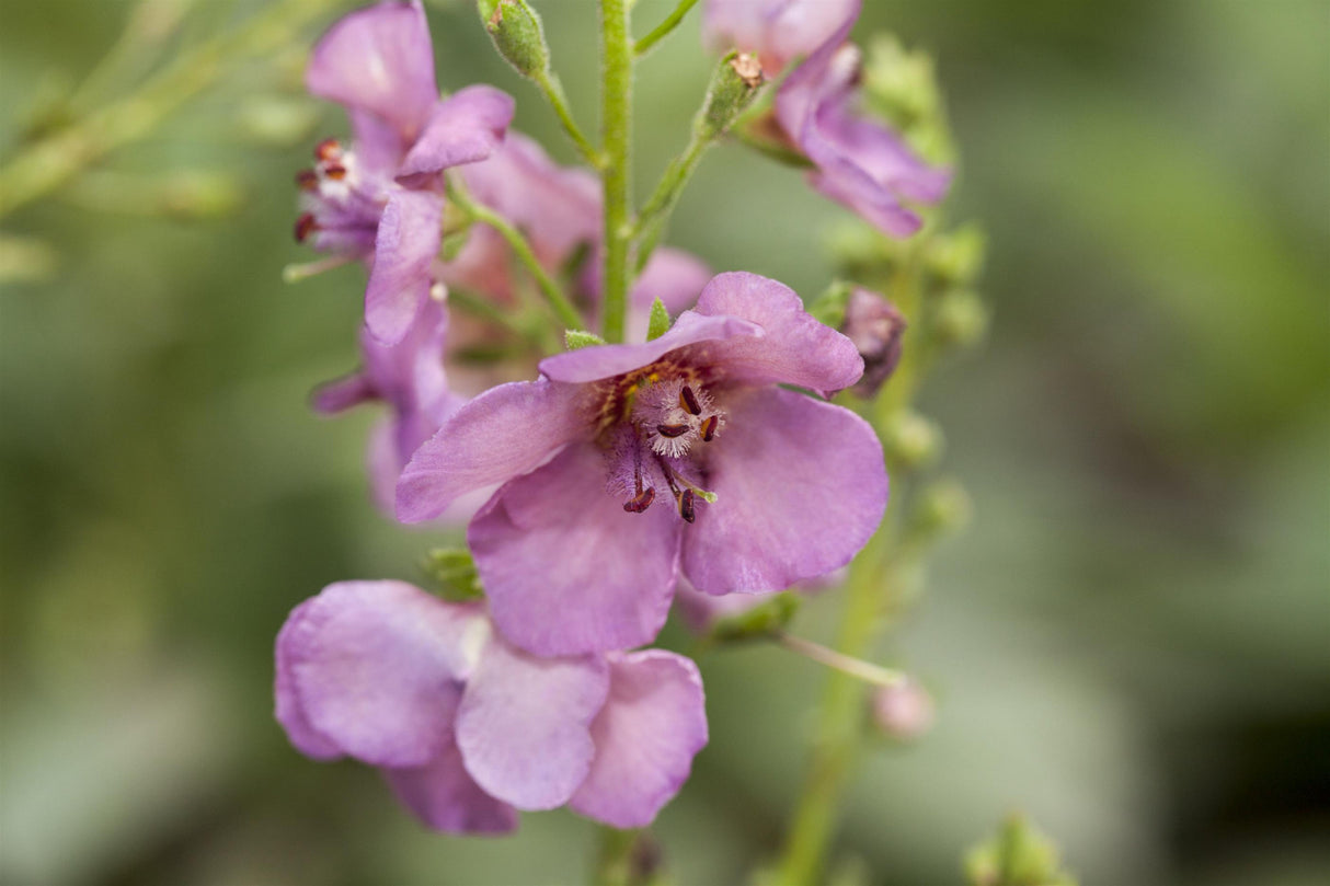 Verbascum phoeniceum mit Blüte; Einsatz: ;;ab 2,92 Euro