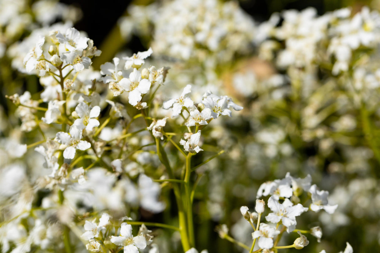 Cardamine trifolia mit Blüte; Einsatz: ;;ab 8,00 Euro