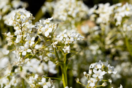 Cardamine trifolia mit Blüte; Einsatz: ;;ab 8,00 Euro