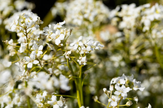 Cardamine trifolia mit Blüte; Einsatz: ;;ab 8,00 Euro