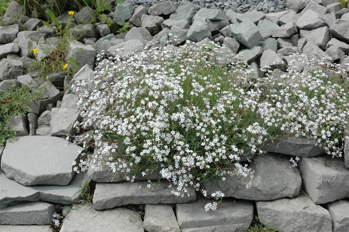 Gypsophila paniculata, weiß mit Blüte; Einsatz: ;;ab 4,80 Euro