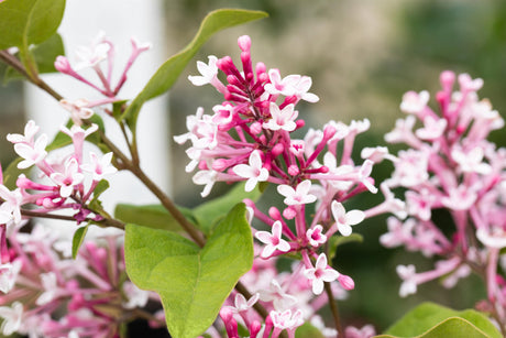Syringa microphylla 'Superba' mit Blüte, erhältlich von 40-60 bis 150-175 cm; Einsatz: ;;ab 28,80 Euro
