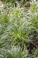 Carex morrowii 'Silver Sceptre'; pflegeleicht;;ab 0,00 Euro
