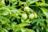 Staphylea pinnata mit Früchten, erhältlich von 60-80 bis 80-100 cm; Einsatz: , ;;ab 20,55 Euro