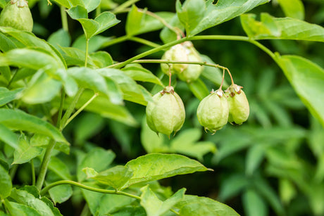 Staphylea pinnata mit Früchten, erhältlich von 60-80 bis 80-100 cm; Einsatz: ;;ab 32,90 Euro