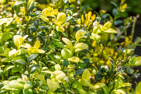 Buxus sempervirens 'Aureovariegata' , erhältlich von 15-20 bis 60-80 cm;;ab 9,35 Euro