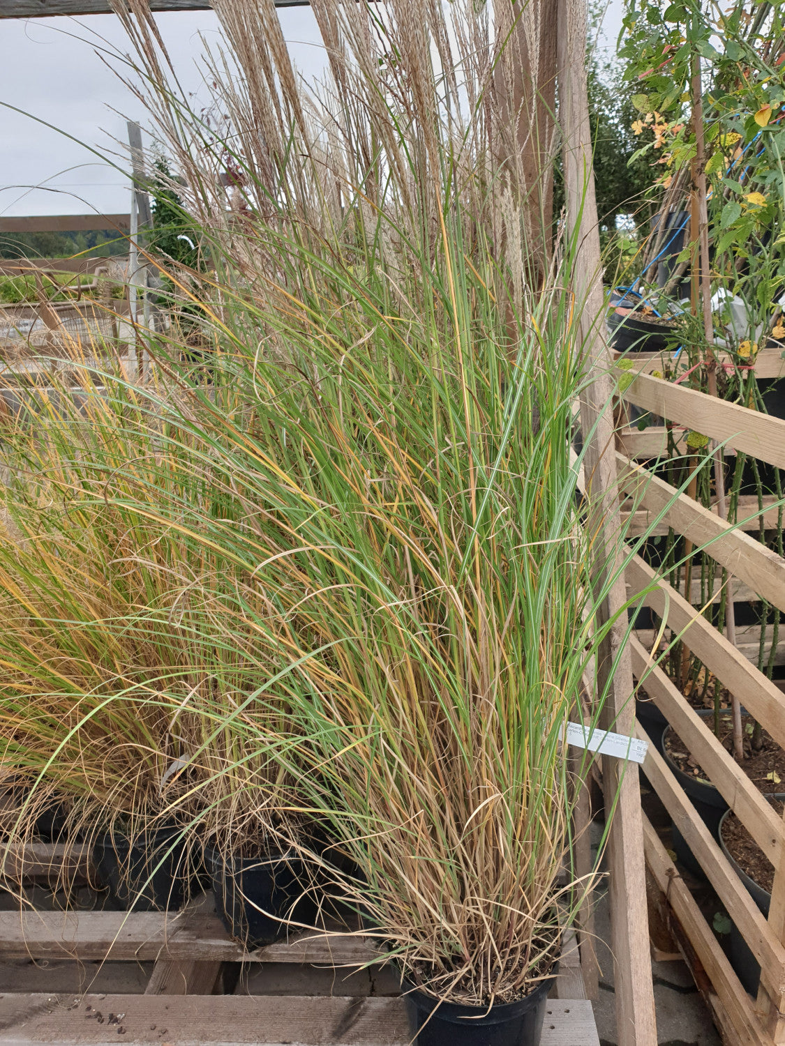 Miscanthus sinensis 'Kleine Silberspinne' (Garten-Chinaschilf, Garten-Landschilf)