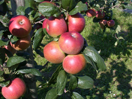 Malus 'Redcats' mit Früchten, erhältlich von 100-150 bis 500-580 cm; Einsatz: ;;ab 83,00 Euro