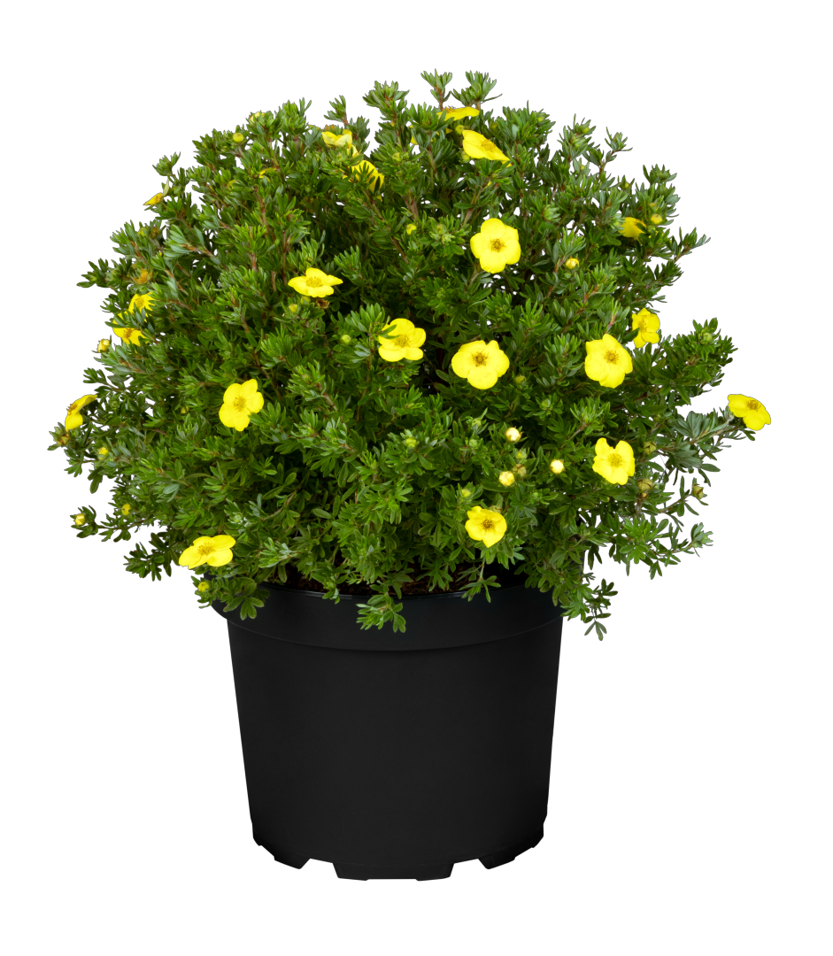 Potentilla fruticosa 'Kobold' im Topf, erhältlich als: ; Einsatz: Rabattepflegeleicht;;günstig mit Qualität