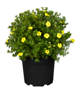 Potentilla fruticosa 'Kobold' im Topf, erhältlich als: ; Einsatz: Rabattepflegeleicht;;günstig mit Qualität