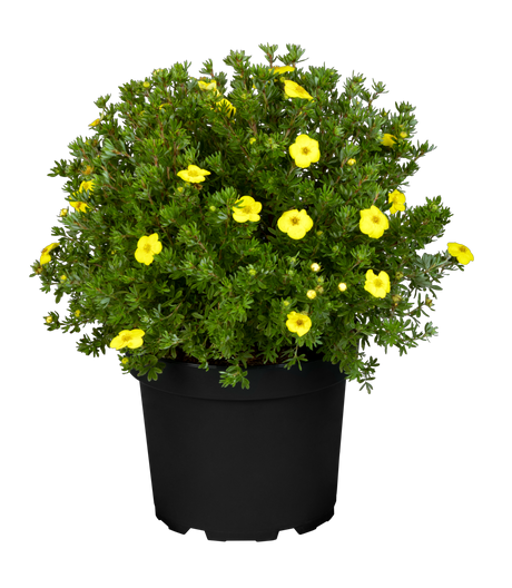 Potentilla fruticosa 'Kobold'; hier im Topf; winterhart; Einsatzmöglichkeit z.B. : Steingarten;;günstig mit Qualität