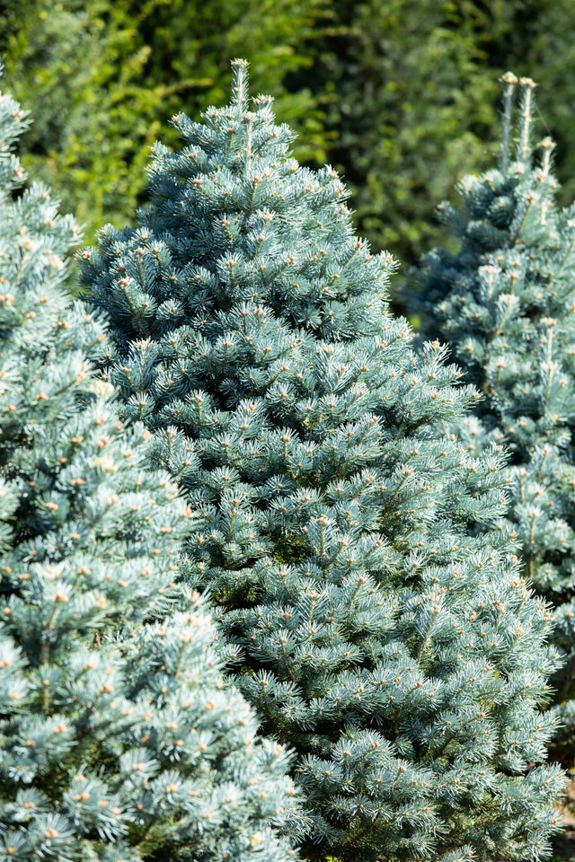 Abies lasiocarpa , erhältlich von 30-40 bis 150-175 cm;;ab 37,40 Euro