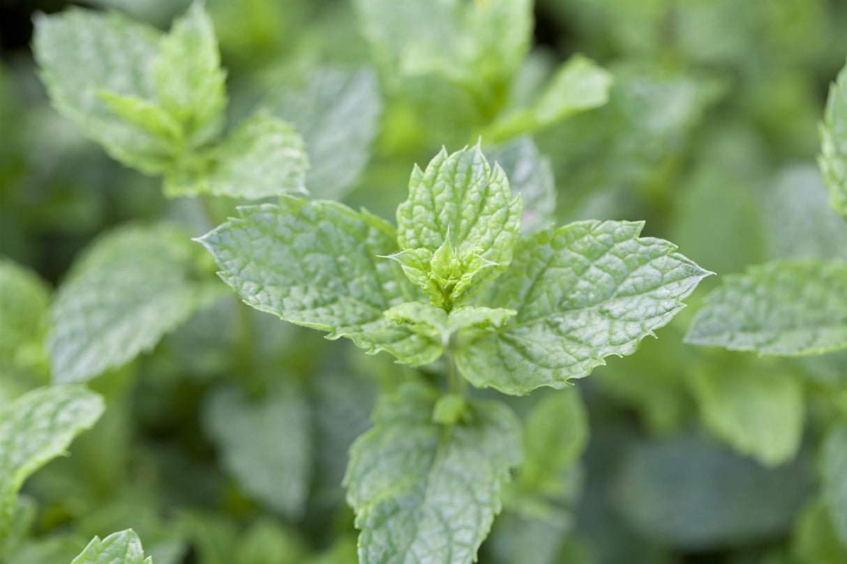 Mentha spicata 'Maroccan' mit Blüte; Einsatz: ;;ab 4,35 Euro