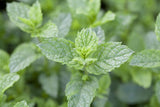 Mentha spicata 'Maroccan'; hier mit Blüte; aromatisch; Einsatzmöglichkeit z.B. : Tee;;ab 0,00 Euro