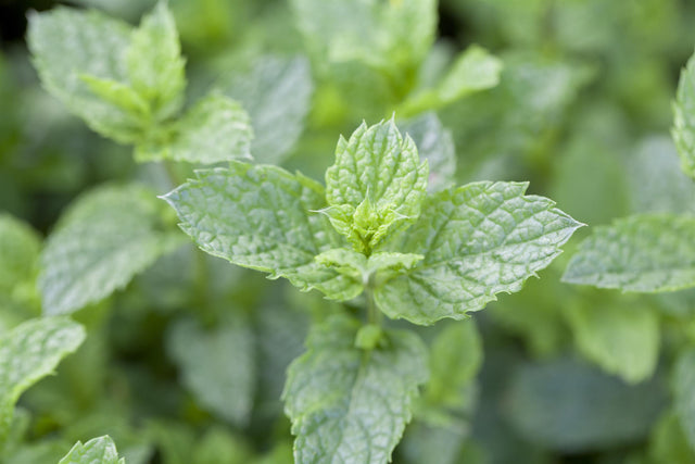 Mentha spicata 'Maroccan' mit Blüte; Einsatz: ;;ab 4,35 Euro