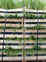 Bunte Garten-Segge; vorbereitet für Versand; pflegeleicht; Einsatzmöglichkeit z.B. : Gehölzunterpflanzung;;hier kaufen