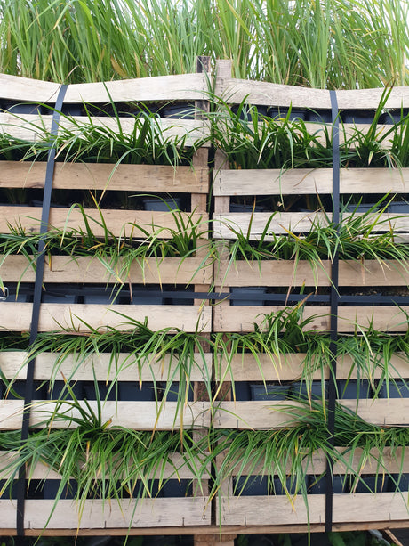 Bunte Garten-Segge; vorbereitet für Versand; pflegeleicht; Einsatzmöglichkeit z.B. : Gehölzunterpflanzung;;hier kaufen