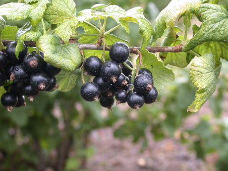 Ribes nigrum 'Tsema' mit Früchten, erhältlich von 3- bis 80-90 cm; Einsatz: ;;ab 15,90 Euro
