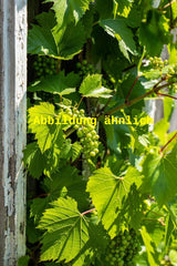 Genaues Foto für Vitis 'Weißer Elbing' folgt; dieses ähnliche Bild dient der Illustration von Weintraube 'Weißer Elbing'