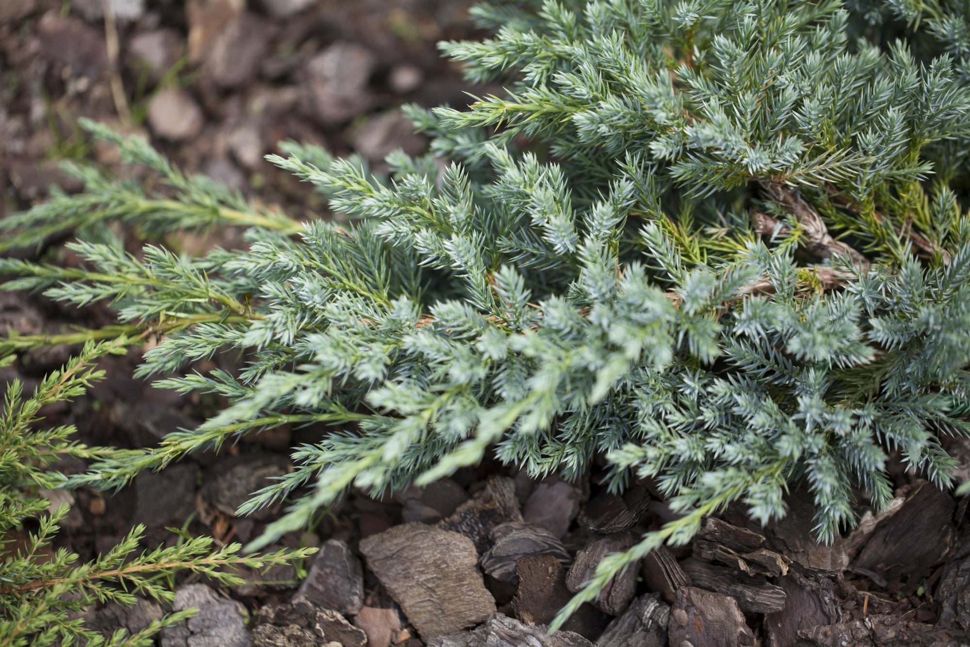 Juniperus squamata 'Blue Carpet' (Bodenwacholder 'Blue Carpet')