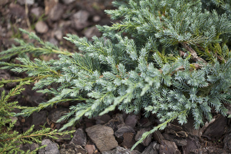 Juniperus squamata 'Blue Carpet' , erhältlich von 15-20 bis 40-50 cm;;ab 10,70 Euro