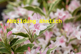 Genaues Foto für Weigela florida 'Suzanne' folgt; dieses ähnliche Bild dient der Illustration von Weigelie 'Suzanne'